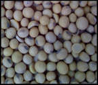 Yellow Soybeans 10